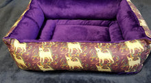 Chihuahua - Purple with Cream Smooth Coat