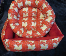 Chihuahua - Red with Cream Smooth and Long Coat